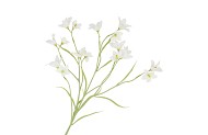 SILK LUCKY CLOVER WHITE 99CM NM