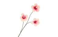 SILK HIBISCUS CHAMPAGNE PINK 85CM