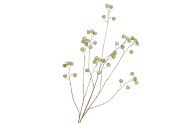 SILK APPLE SNOW GREEN 135CM NM