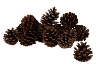 NATURE POMMES DE PIN NATUREL AUTRICHE SACHET DE 5 KG 
