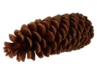 NATURE SUGAR PINE XL PAR PIÈCE