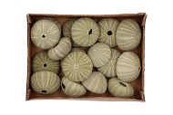 SHELL URCHIN GREEN 5X5CM SET OF17