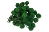 DRY PLATANA MOSGROEN PER BUNDEL