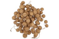 DRY PLATANE GOUD PER BUNDEL