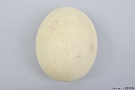 STRUISVOGEL EI POLYSTONE 11X14CM