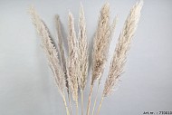 DRY PAMPAS GRASS L140CM A PIECE