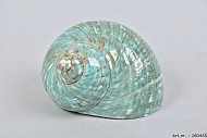 COQUILLAGE TURBO BURGOS 8CM