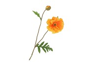 SILK PAPAVER TAK LICHT ORANJE L64CM