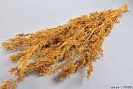 DRY ALFONSO GRASS OKER 100CM P/100 GRAM