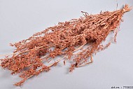 DRY ALFONSO GRASS TERRA 100CM P/100 GRAM