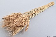 DRY WHEAT GRASS NATUREL 60CM P/100 GRAM