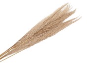 DRY PAMPAS GRAS L NATUREL P/5 120-150CM