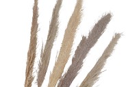 DRY PAMPAS GRAS XL NATUREL 145CM P/5