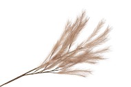 SILK PLUME BRANCH COFFEE 100CM