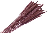 PAMPAS SEC FLUFFY VIEUX ROSE 75-80CM 70GRAMMES