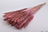 DRY PAMPAS FLUFFY LIGHT PINK 75-80CM 70GRAM