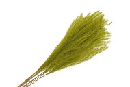 DRY PAMPAS MINI GREEN 75CM PER 10