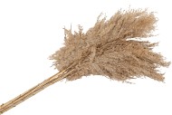 DRY CORTADERIA 120CM P/5