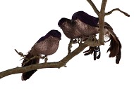 OISEAU SCINTILLEMENT SUR ATTACHE BRUN 24CM PAR 3 PIÈCES