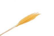 DRY SILVERGRASS XL YELLOW P/5 L100CM