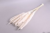 DRY PAMPAS FLUFFY BLEACHED 75-80CM 70GRAM