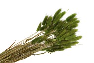 DRY LAGURUS OLIVE GREEN P/50 GRAM