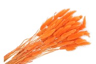 DRY LAGURUS APRICOT P/50 GRAM