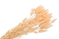 DRY LAGURUS PEACH P/50 GRAM