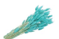 DRY LAGURUS TURQUOISE P/50 GRAM NM