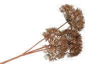 SILK HERACLEUM OLD GOLD 25X25X80CM