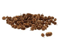 CASUARINAKOPPEN GOUD PER 250 GRAM
