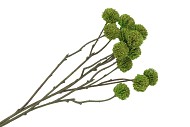 SILK SCABIOSA TAK GREEN 68CM
