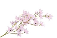 SILK CLEMATIS TAK LILA 63CM