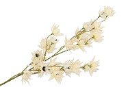 SILK CLEMATIS 5X CREAM 63CM