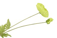 SILK PAPAVER 2X GREEN 96CM