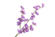 SILK WOLFBERRY PURPLE 106CM