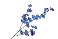 SILK WOLFBERRY BLUE 106CM