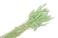 DRY LAGURUS MISTY GROEN P/50 GRAM