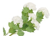 SILK VIBURNUM 5X CREME 87CM