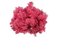 MOS IJSLAND FUCHSIA
