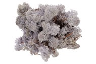 MOS IJSLAND LAVENDEL 500GRAM