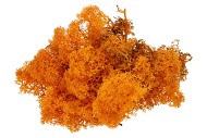 MOS IJSLAND ORANJE 500GRAM