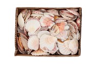 SHELLS NATURE 0,875GR