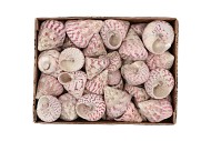 SHELLS TROCHUS MACULATOS 1130GR