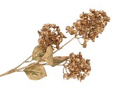 SILK DYE GOLD HORTENSIA 3X 87CM