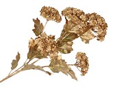 SILK DYE GOLD VIBURNUM 5X 87CM