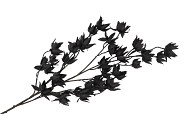 SILK DYE BLACK CLEMATIS 5X 63CM