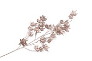 SILK DYE CHAMPAGNE CLEMATIS 5X 63CM