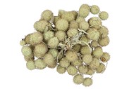 DRY PLATANE APPEL GROEN P/BUNDEL
