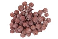 DRY PLATANE LILA PER BUNDEL